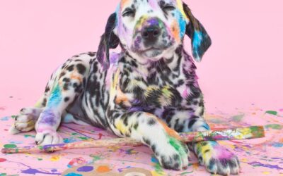 Oups mon chien a fait une bêtise !