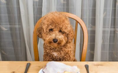 Une récompense pour votre chien ?