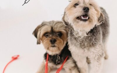 Pourquoi vacciner votre animal ?