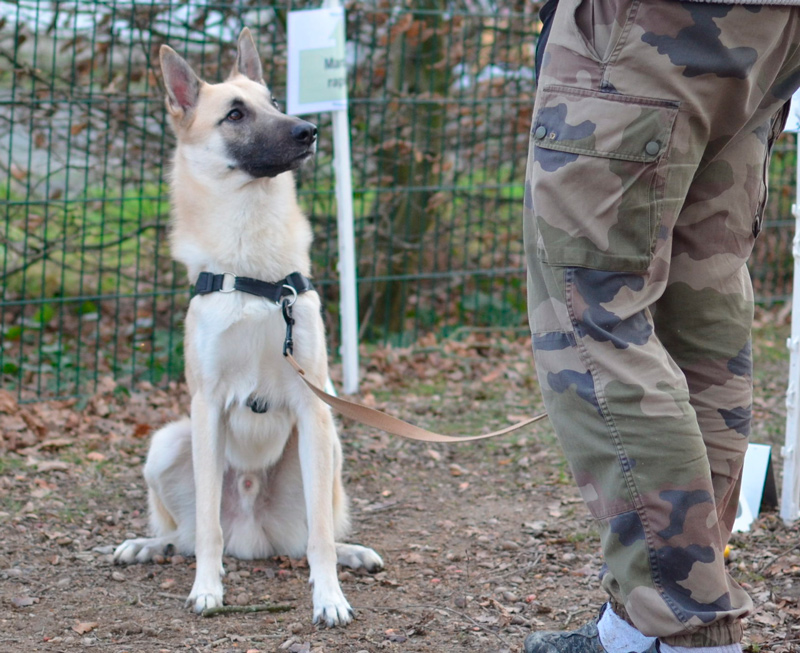 education-chien Education canine - Angers - Beaucouzé