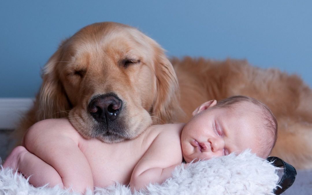 Nouveau-né et votre chien