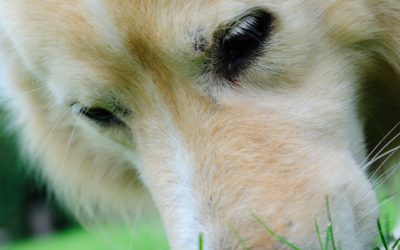 Qu’est-ce que l’olfaction ?