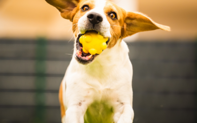 Qu’est-ce que le Flyball ?
