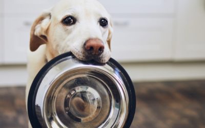 Quelle quantité de nourriture faut-il donner à votre chien sportif ? 