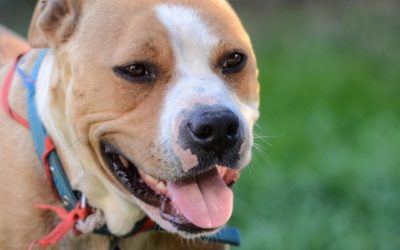 Chiens de 1er et 2eme catégories 2/2