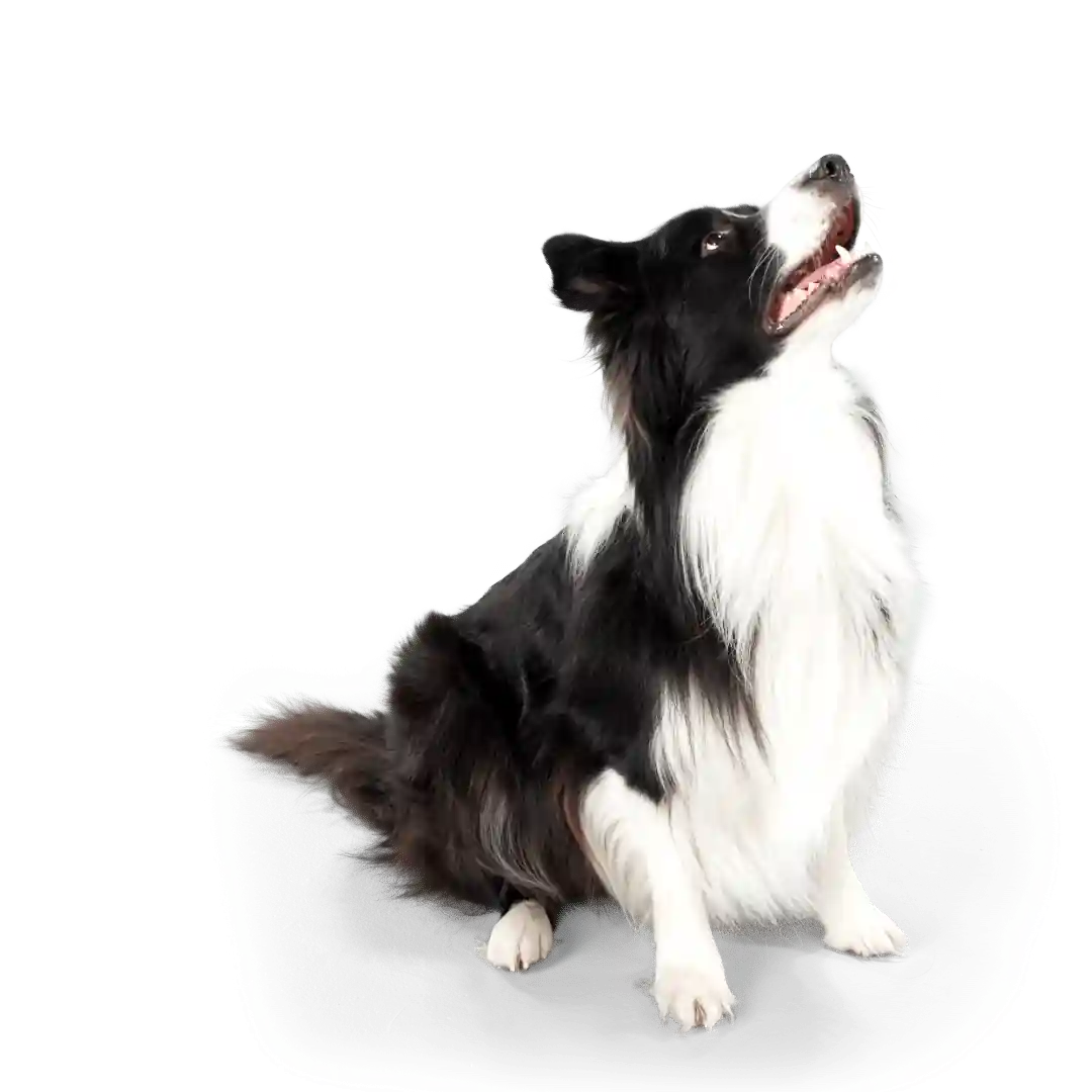 Border-collie. Le bien-être des animaux est essentiel, Akan Ton Éducation s’adapte à chaque animal.