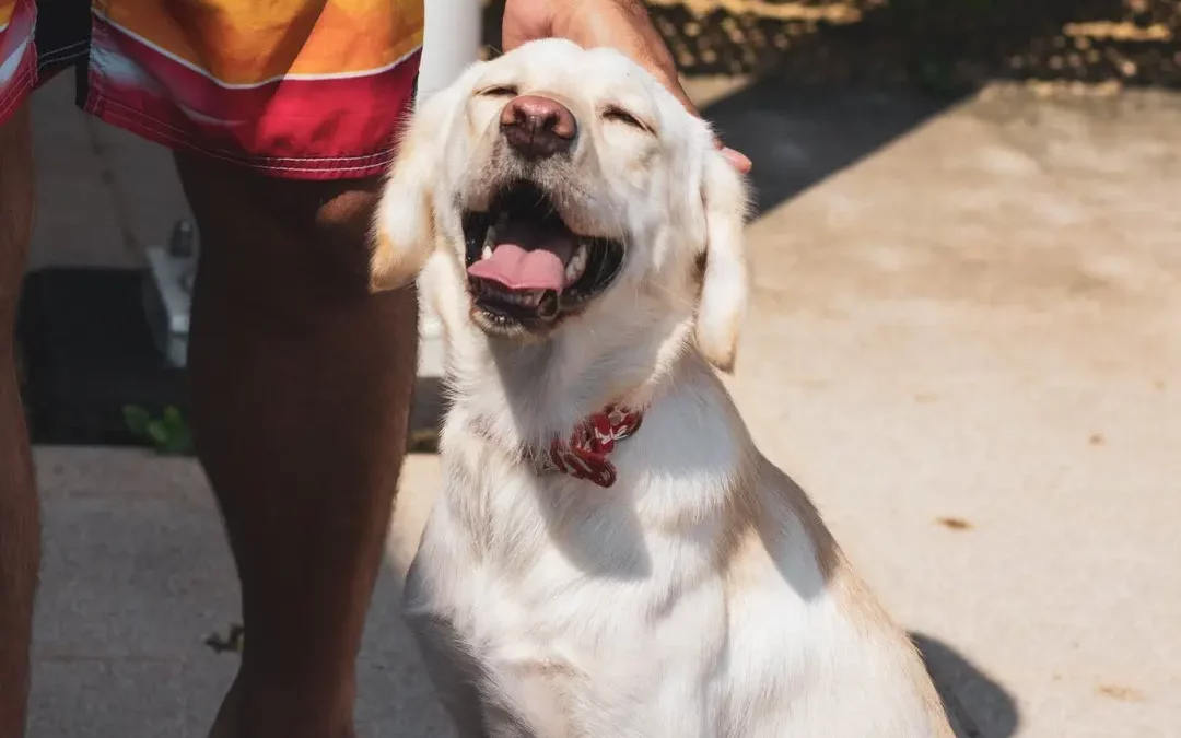 Chien pendant une forte chaleur en été