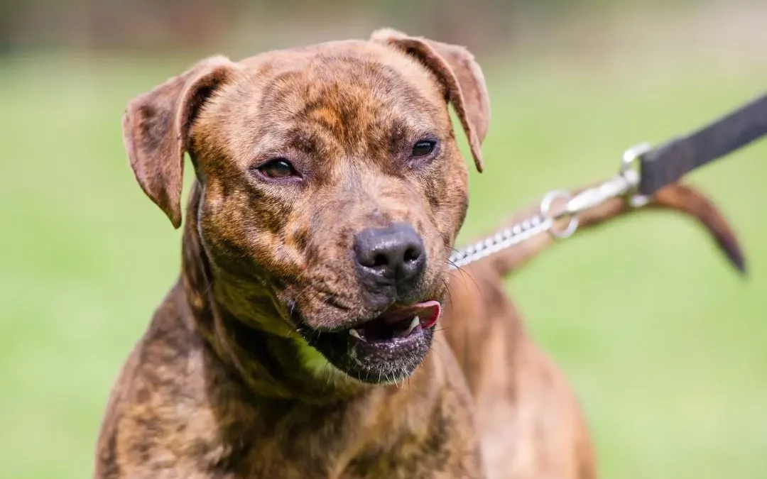 Chien de première catégorie (type Staffordshire Bull terrier) muselé et tenu en laisse conformément à la loi sur le permis de détention