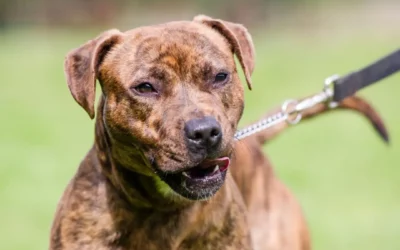 Chiens de 1re et 2eme catégorie 1/2