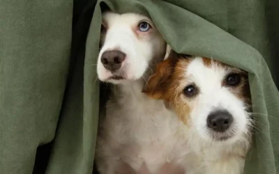 Votre Chien et les orages