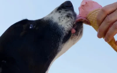 Un sorbet fruité pour votre toutou préféré !