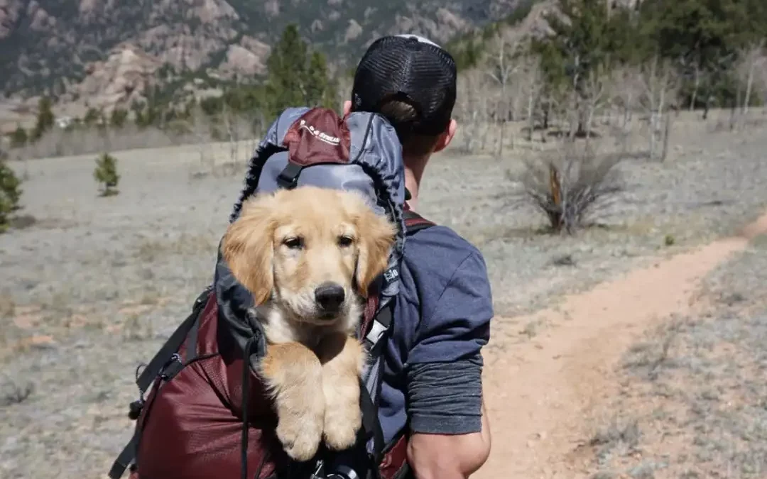 Chien en vacances avec son propriétaire prêt pour le voyage