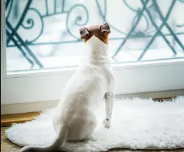 Personne au travail à domicile avec son chien à côté, illustrant comment concilier boulot et bien-être du chien | Akan Ton Education