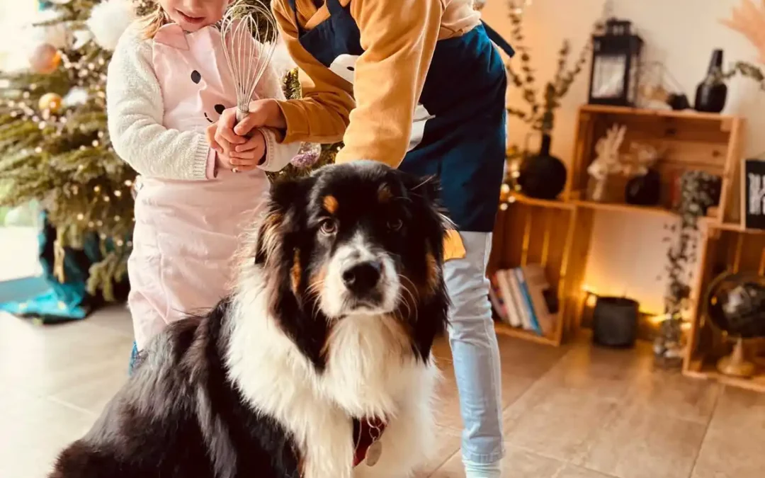 Berger Australien joyeux, joueur et affectueux, chien préféré des Français, illustrant ses qualités physiques et mentales | Akan Ton Education