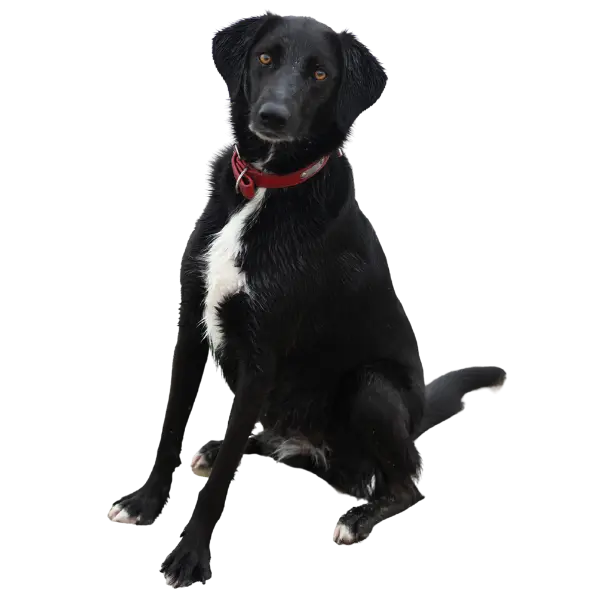 chien noir à oreilles tombantes avec tâche blanche apprenant avec son maître