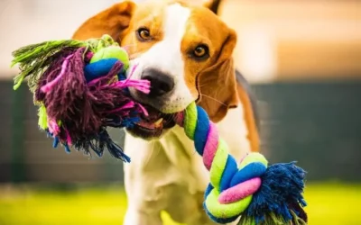 Combien de fois un chien doit-il être promener par jour ?