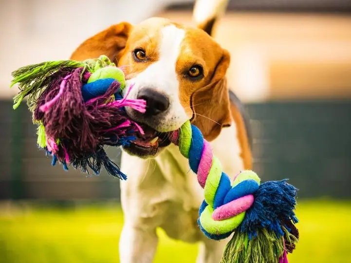 Combien de fois un chien doit-il être promener par jour ?