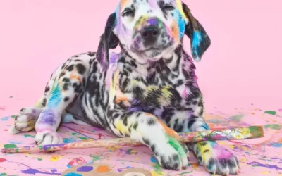 Oups mon chien a fait une bêtise !