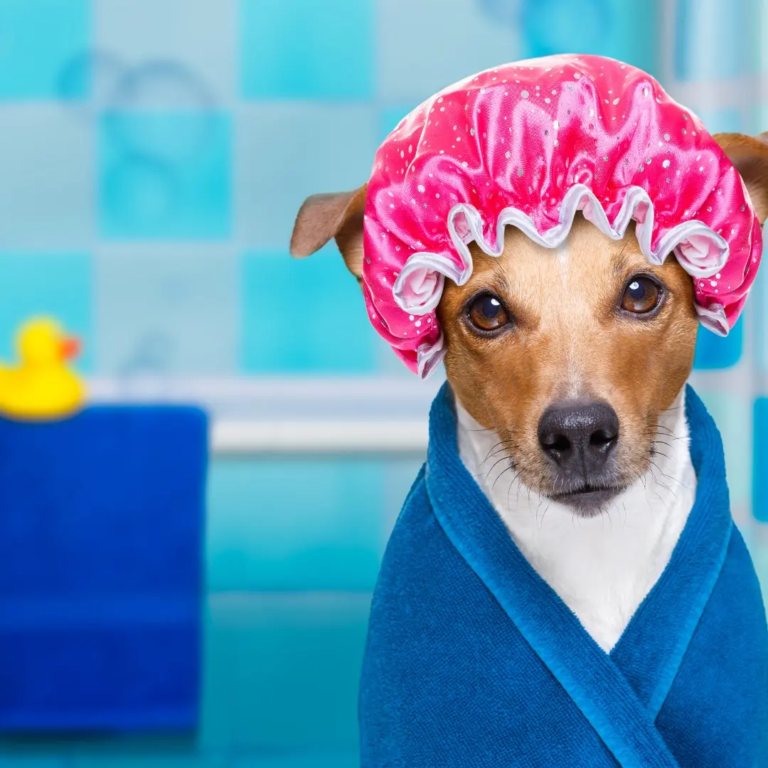 Chien avec un bonnet de bain sur la tête, illustrant le toilettage et les soins pour chiens | Akan Ton Education