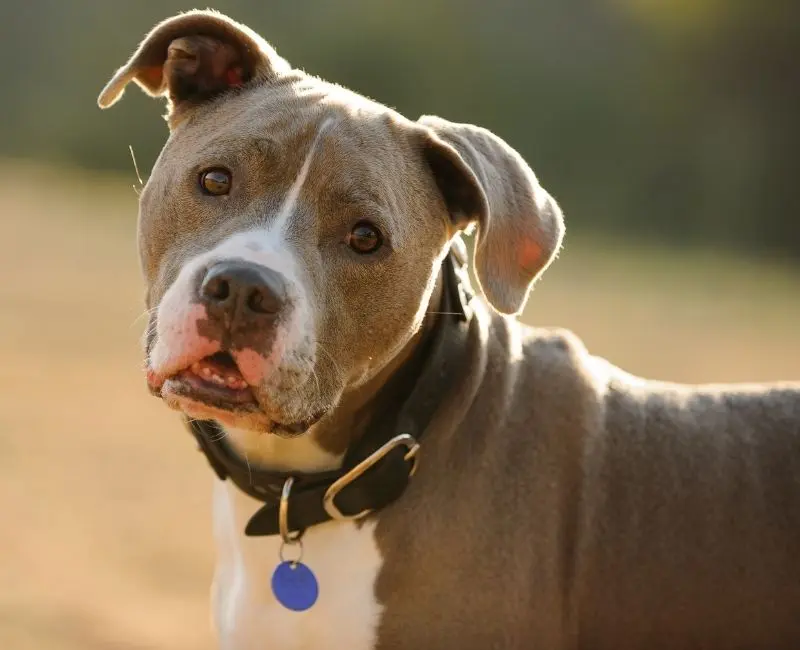 chien de catégorie 1 ou 2 concerné par l’attestation d’aptitude
