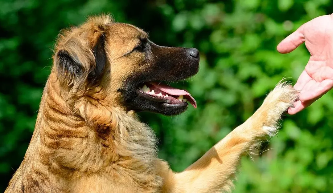 Ré-éducation comportementale