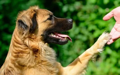 Ré-éducation comportementale