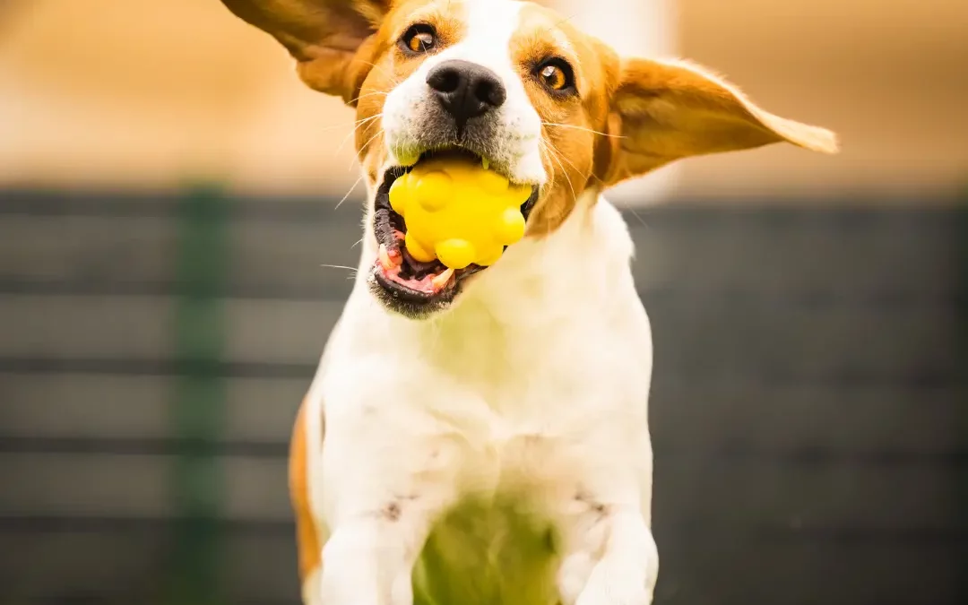 Qu’est-ce que le Flyball ?