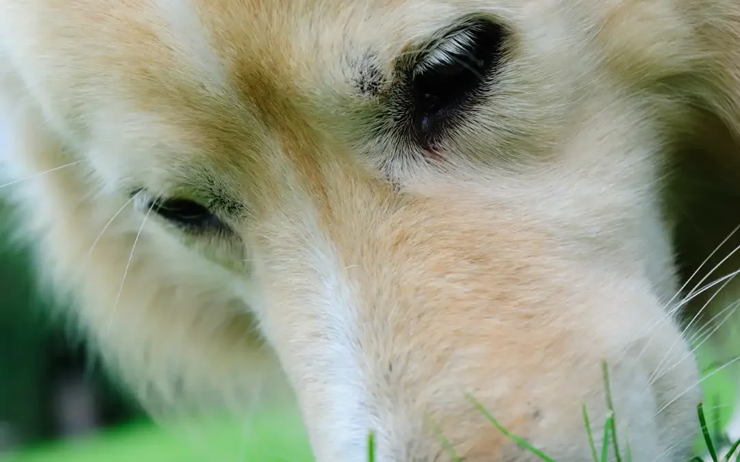 Qu’est-ce que l’olfaction ?