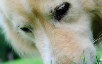 Qu’est-ce que l’olfaction ?