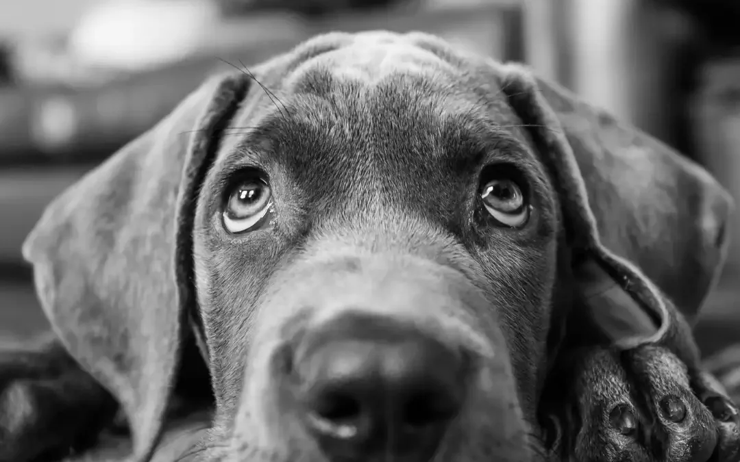 Chien avec un air triste illustrant les larmes et émotions des chiens