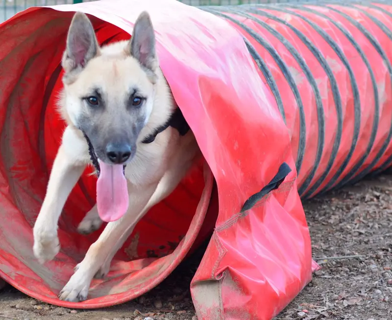 Sports canins - Chien passant dans un tuyau | Akan Ton Education Chien passant dans un tuyau lors d’une activité sportive canine | Akan Ton Education
