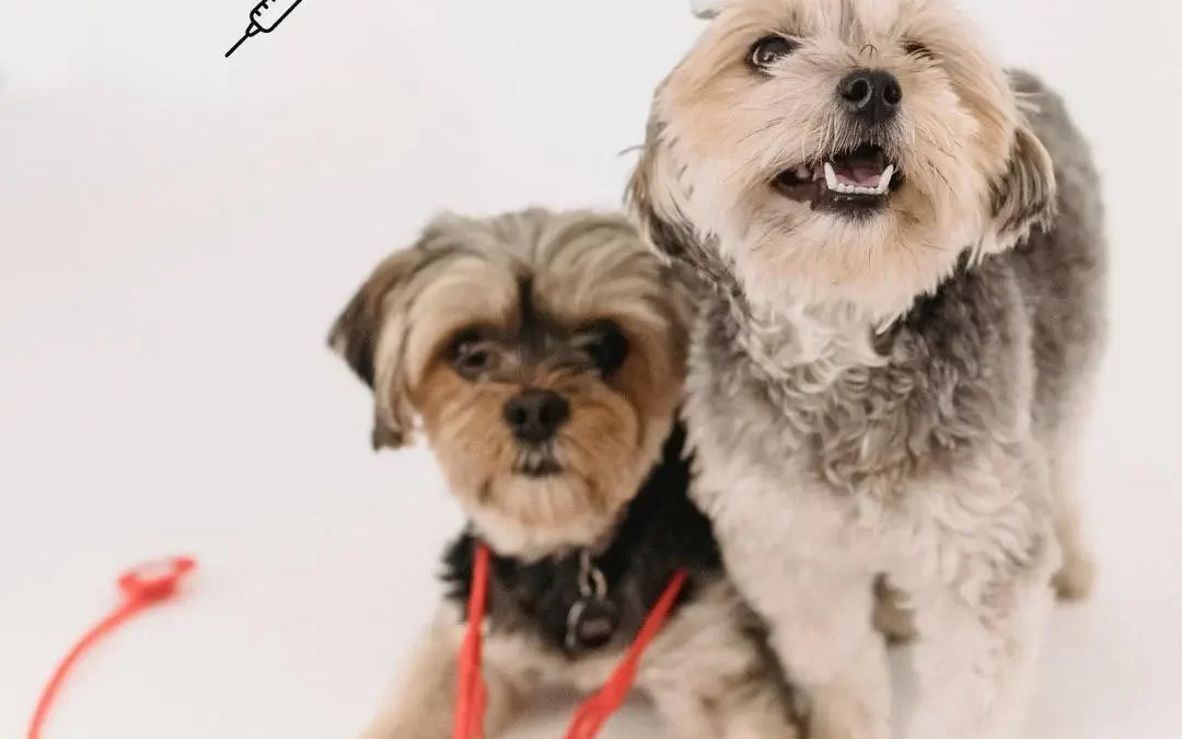 Pourquoi vacciner votre animal ?