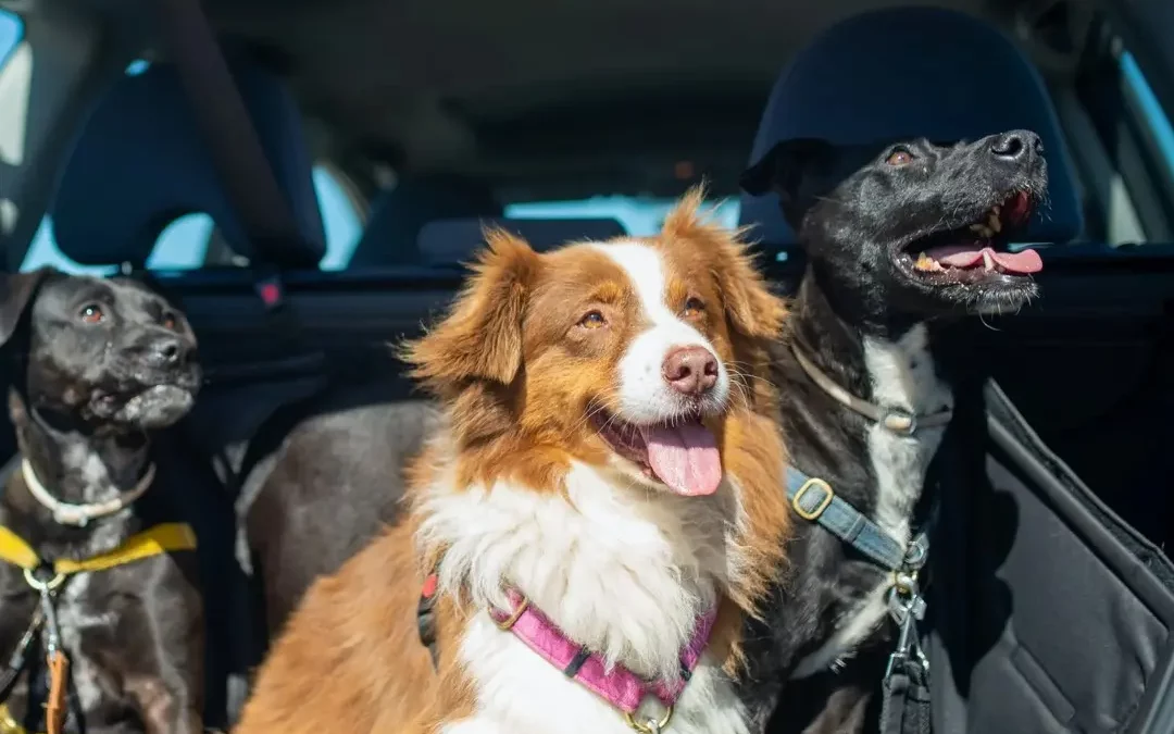 Chiens installés dans le coffre d’une voiture prêts pour les vacances