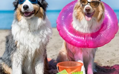 Les pattes dans le sable