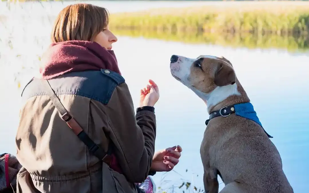 Pourquoi est-ce si important de communiquer avec son chien ?&nbsp;