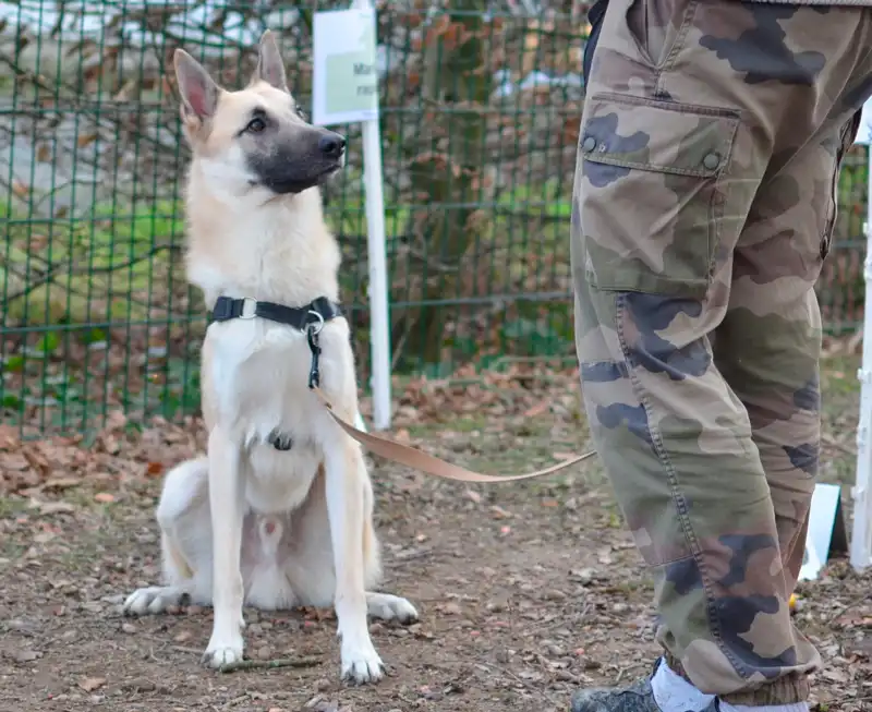 chien en laisse assis devant son maître pendant une séance d’éducation canine