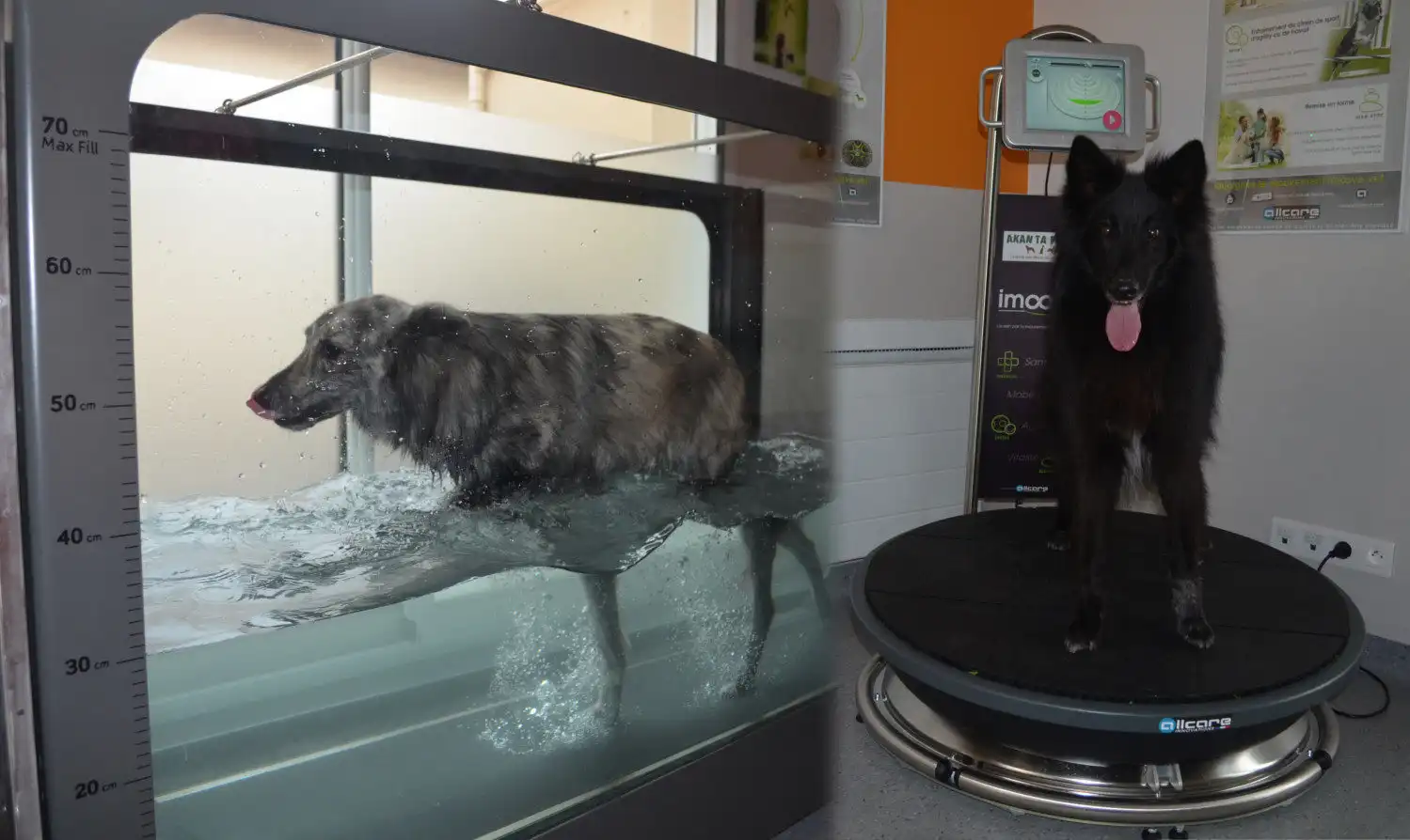 Bac d’hydro-training et plateforme Imoove pour chiens au Centre de Bien-Être Animal d’Akan Ton Education, activités pour chiens sportifs, seniors ou en surpoids