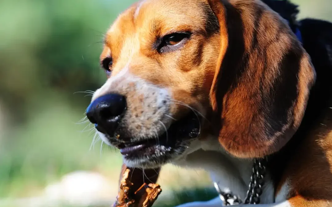 Chien en train de mâcher un jeu masticatoire, illustrant l’occupation et l’apaisement du chien | Akan Ton Education