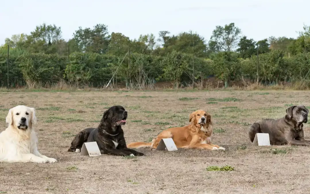 Qu’est-ce que le Rallye-obéissance ?