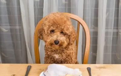 Une récompense pour votre chien ?