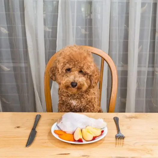 Une récompense pour votre chien ?