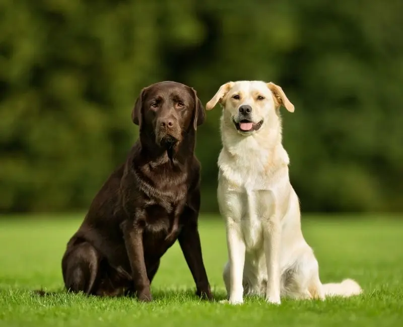 Réadaptation comportementale canine - Labrador et chien beige Deux chiens, un labrador marron et un chien beige, illustrant la rééducation comportementale canine