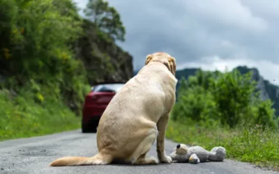 Stop à l&rsquo;abandon