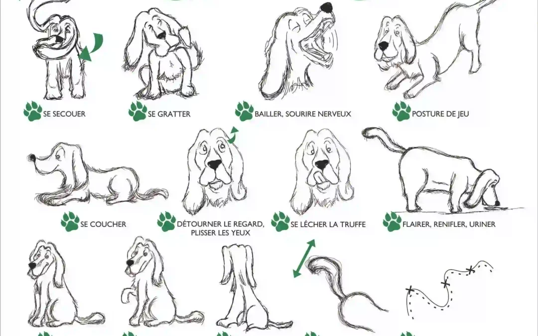 Schéma des signaux d’apaisement chez le chien : comportements de communication canine comme bâillement, détournement du regard et reniflement